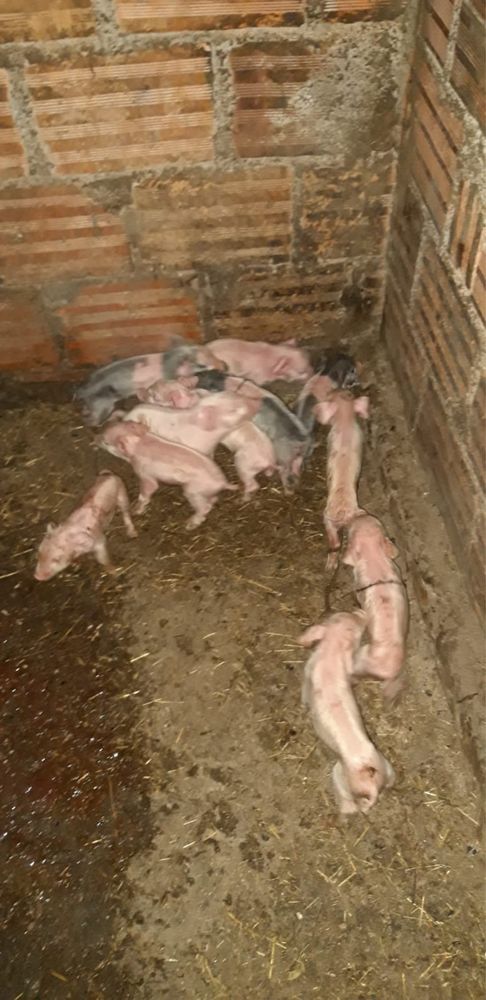 Leitões nascidos a 10 de junho