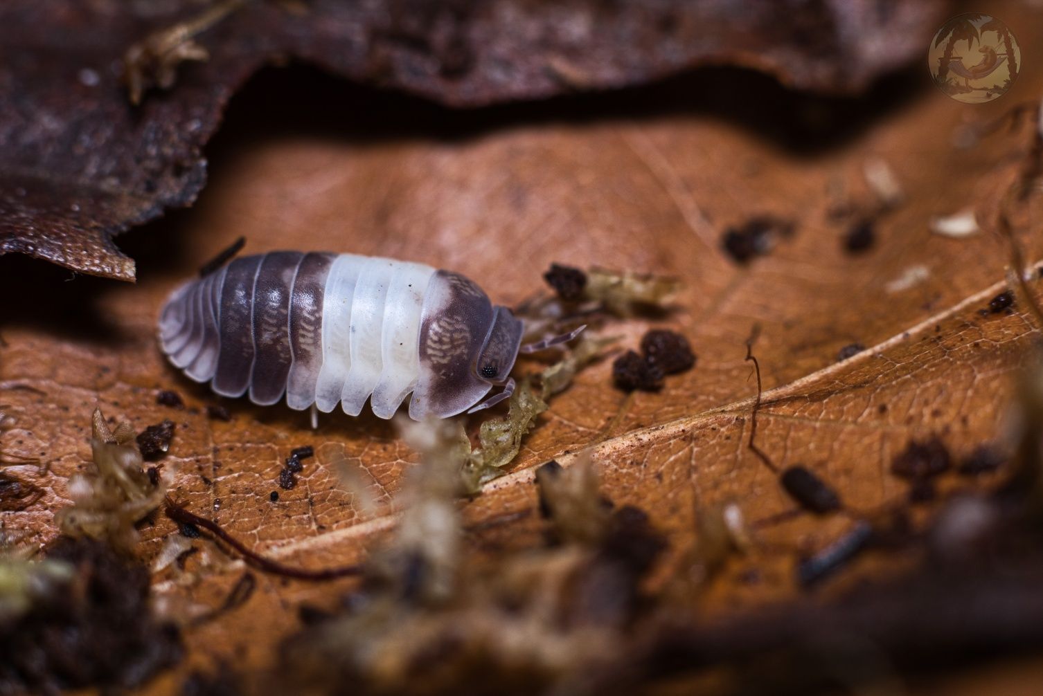 Isopody - Cubaris sp. "Panda King"