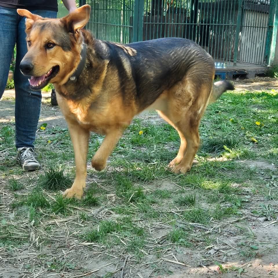 Do adopcji  Nero