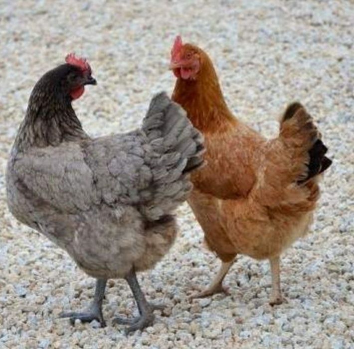 Продаю молодих курей породи леггорн Ломан Браун і чеський домінант