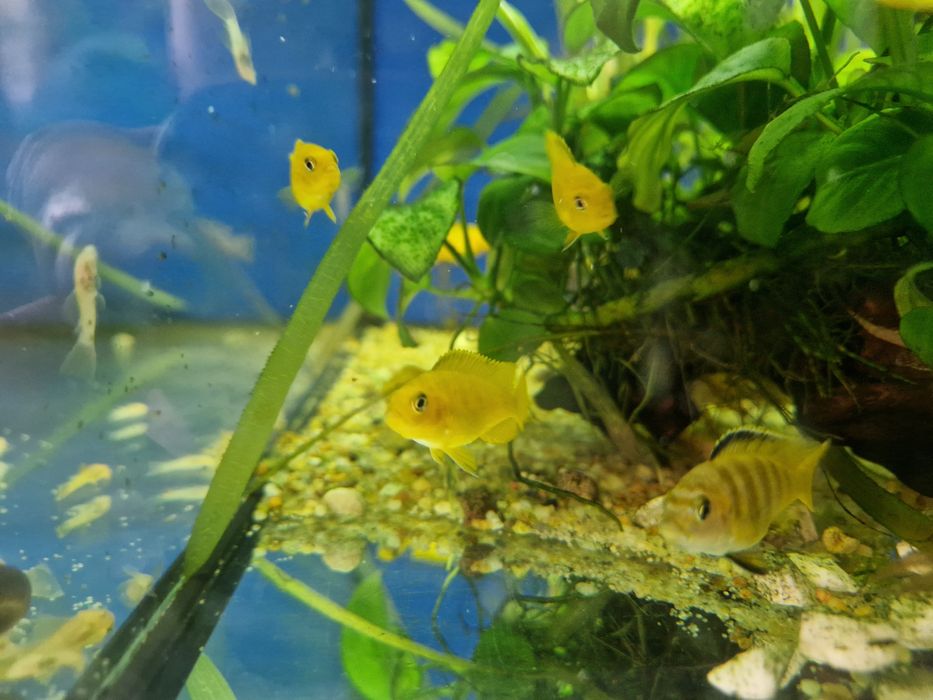 Pseudotropheus Saulosi Taiwan Reef 3-6cm pyszczak pyszczaki
