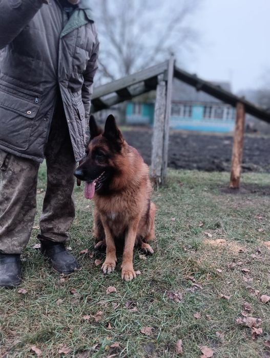 Щінки німецької вівчарки