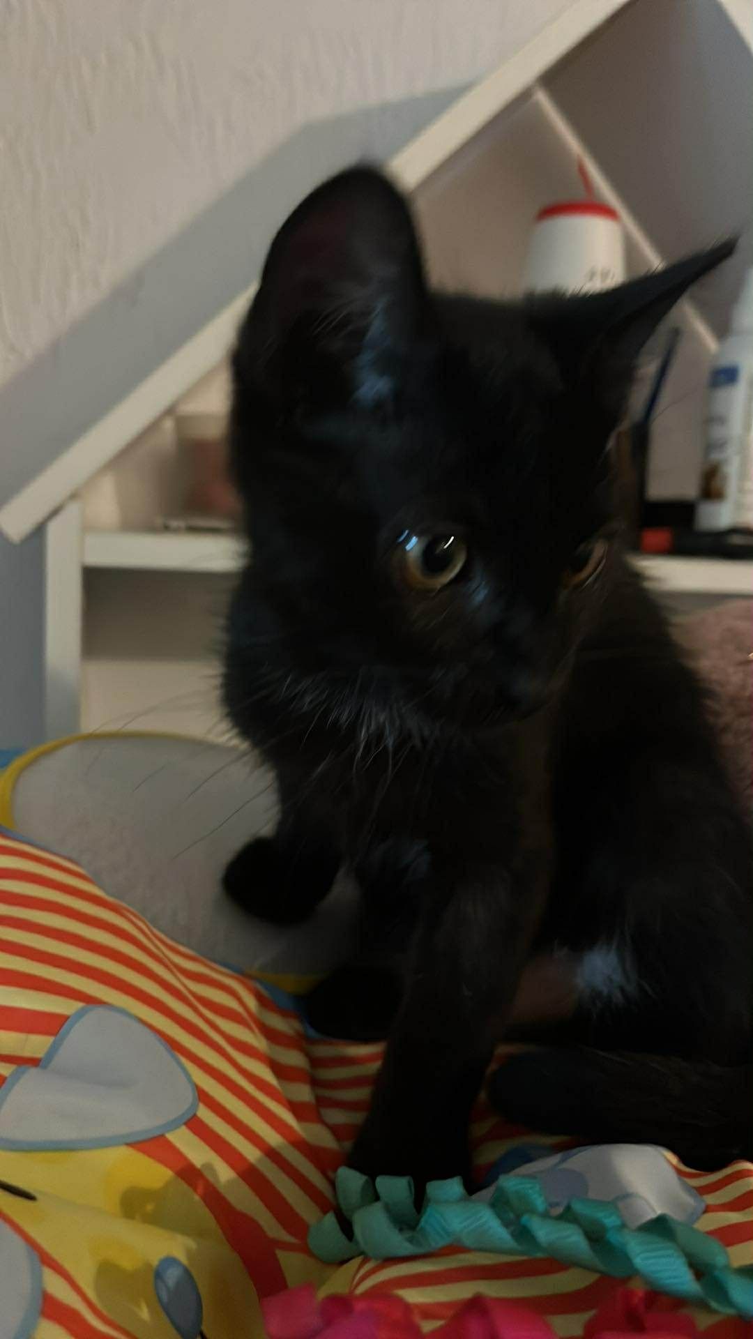 Kocurek do adopcji