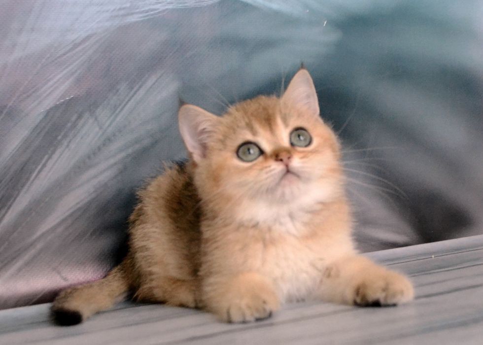 Британська золота шиншила