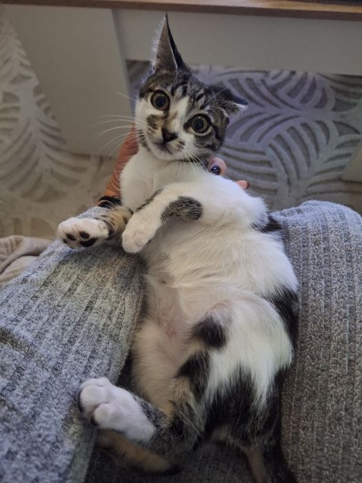 Gatinha para adoção