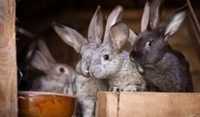 Кролики живым   весом или мясом