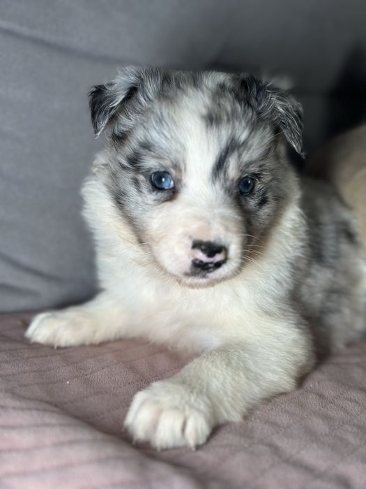 Suczka border collie blue merle