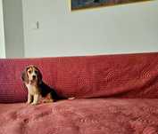 BEAGLE-cudny  szczeniak, ZKwP/FCI