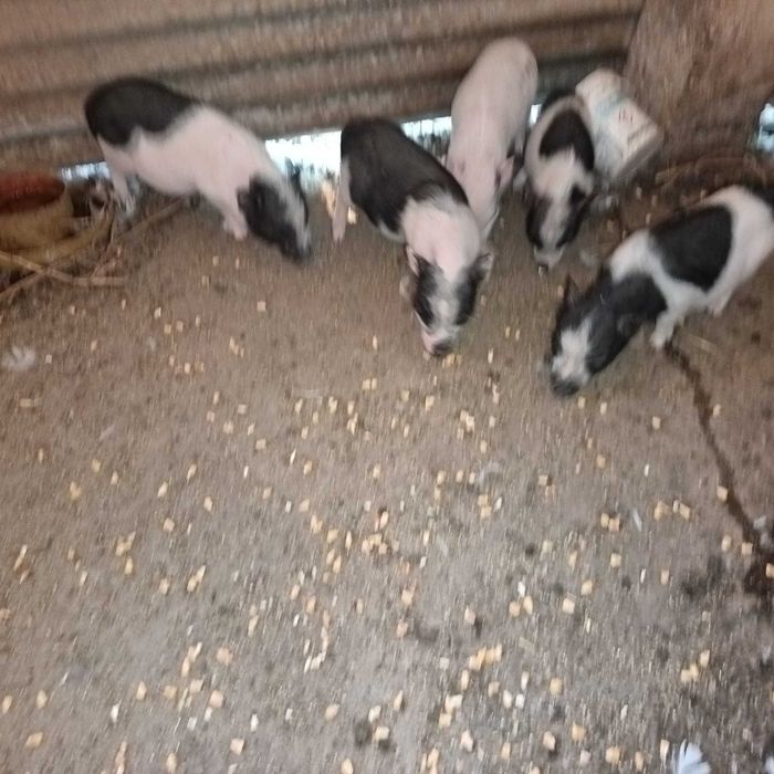 Mini pigs,,adoraveis pigs ,a espera de uma familia
