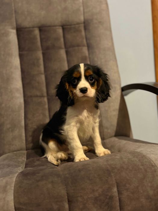 Cavalier King Charles Spaniel chłopiec