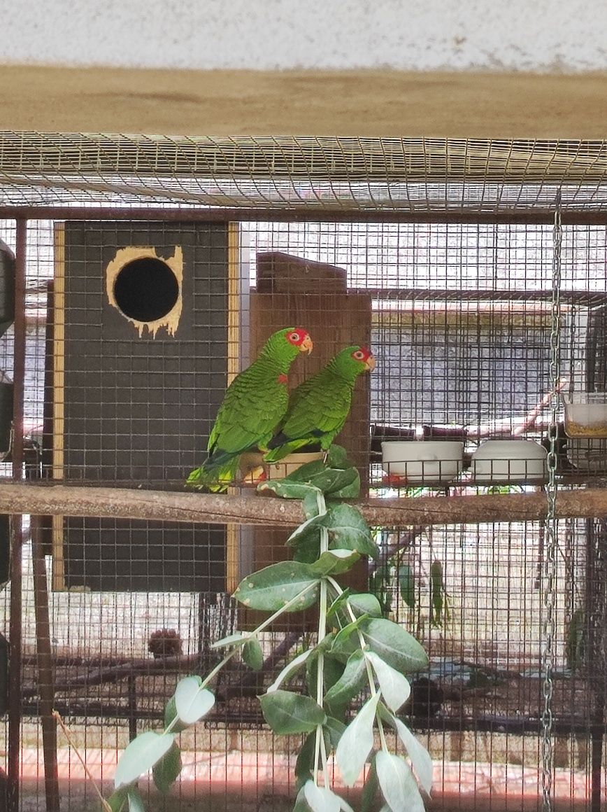 Amazonas Petrei.