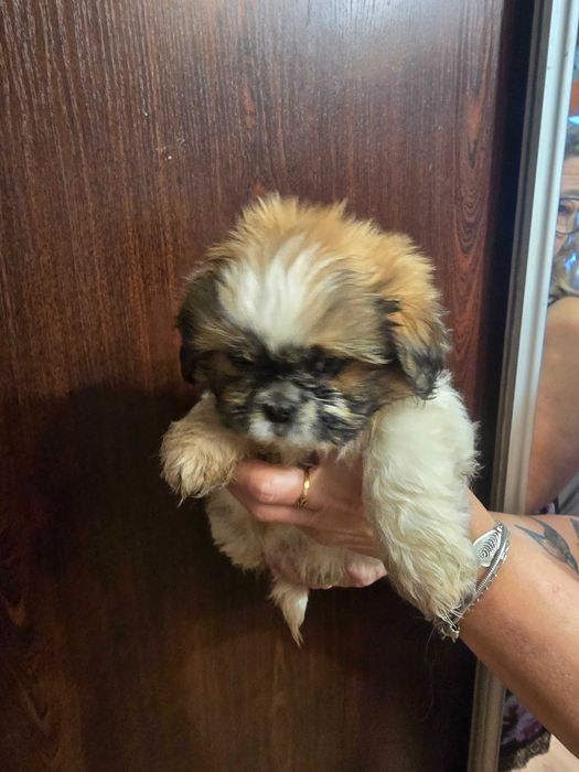 suczka shih tzu czeka na ciebie