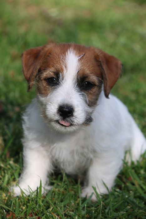 Jack Russell Terrier FCI