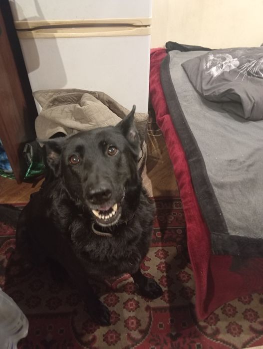 Віддаємо щенят в добрі руки