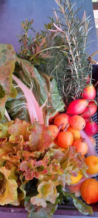 Frutas e legumes da época; Tangerinas, chuchu, abóbora menina e...