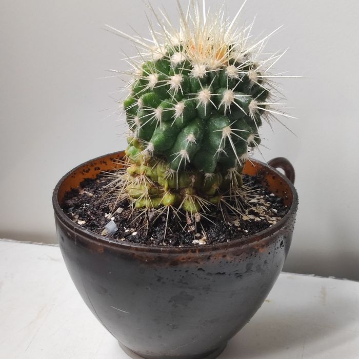 Кактус Эхинокактус Грузони