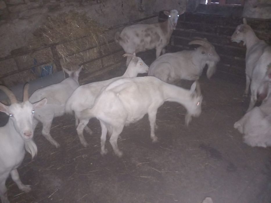 Vendo cabras de leite Saanen