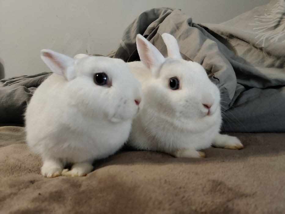 Oddam króliki za darmo