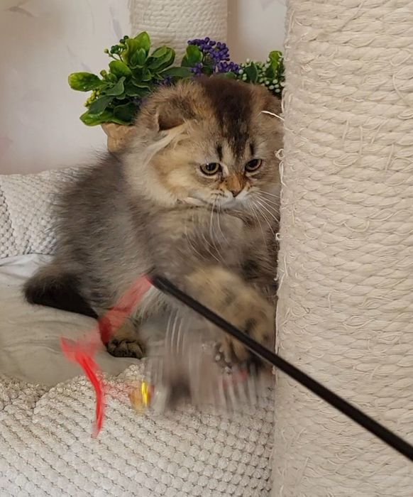 Дівчинка Золота шиншила.