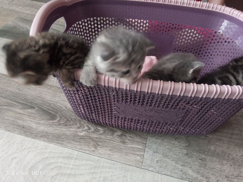 Продам шотландских котят