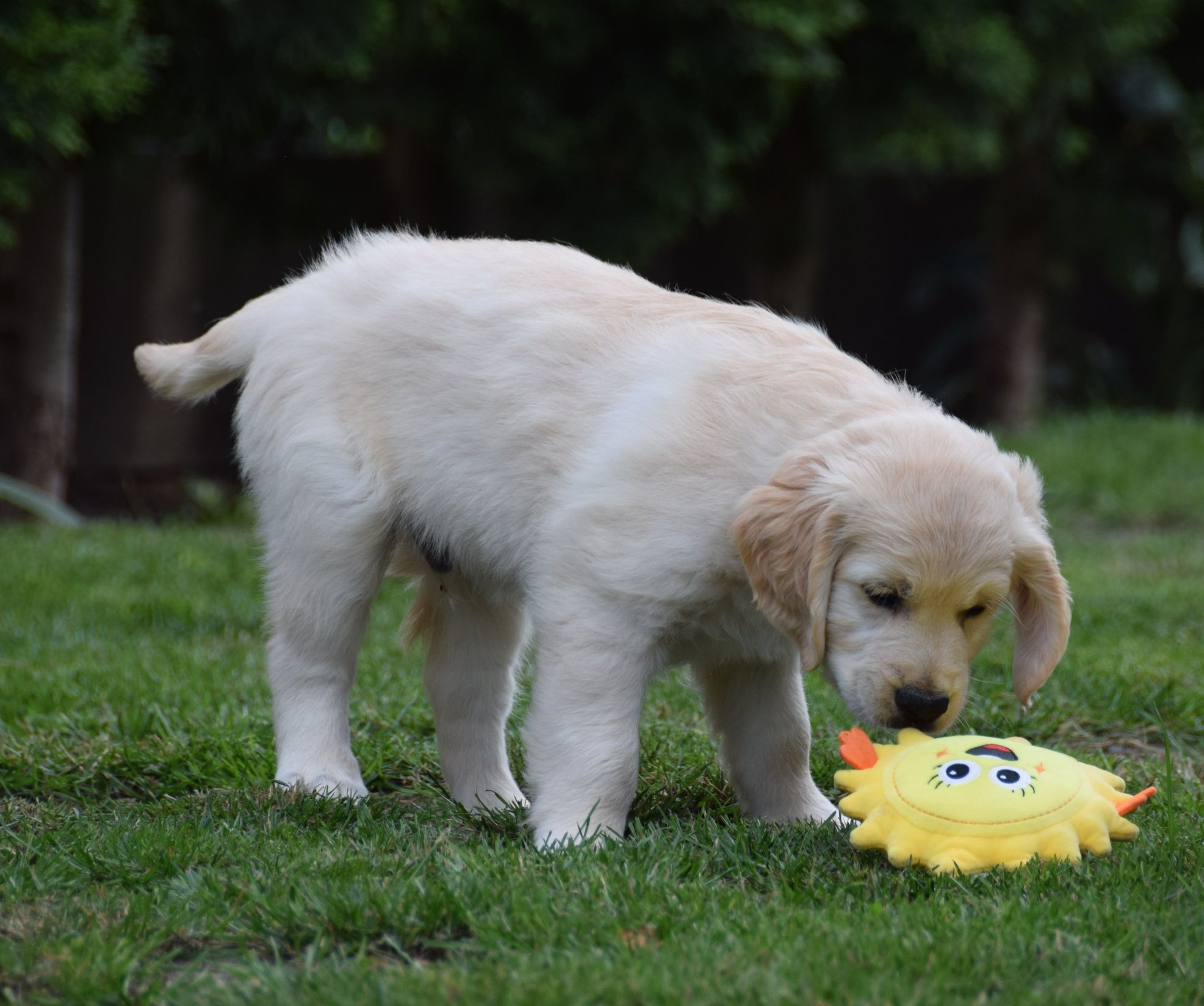 Golden Retriever szczenięta Zkwp fci