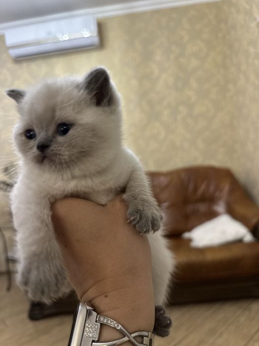 Кошенята Скоттіш-страйт
