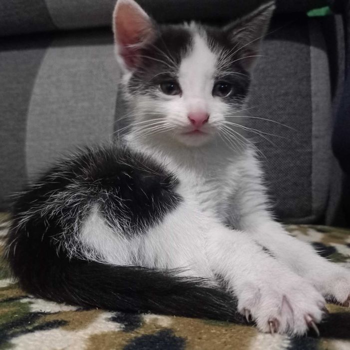 Oddam w dobre ręce małego kocurka