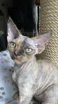 Devon rex kotka , rodowod FPL