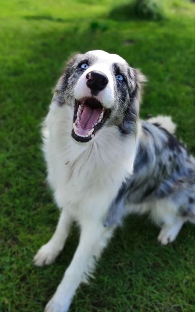 2 miesieczna suczka Border Collie