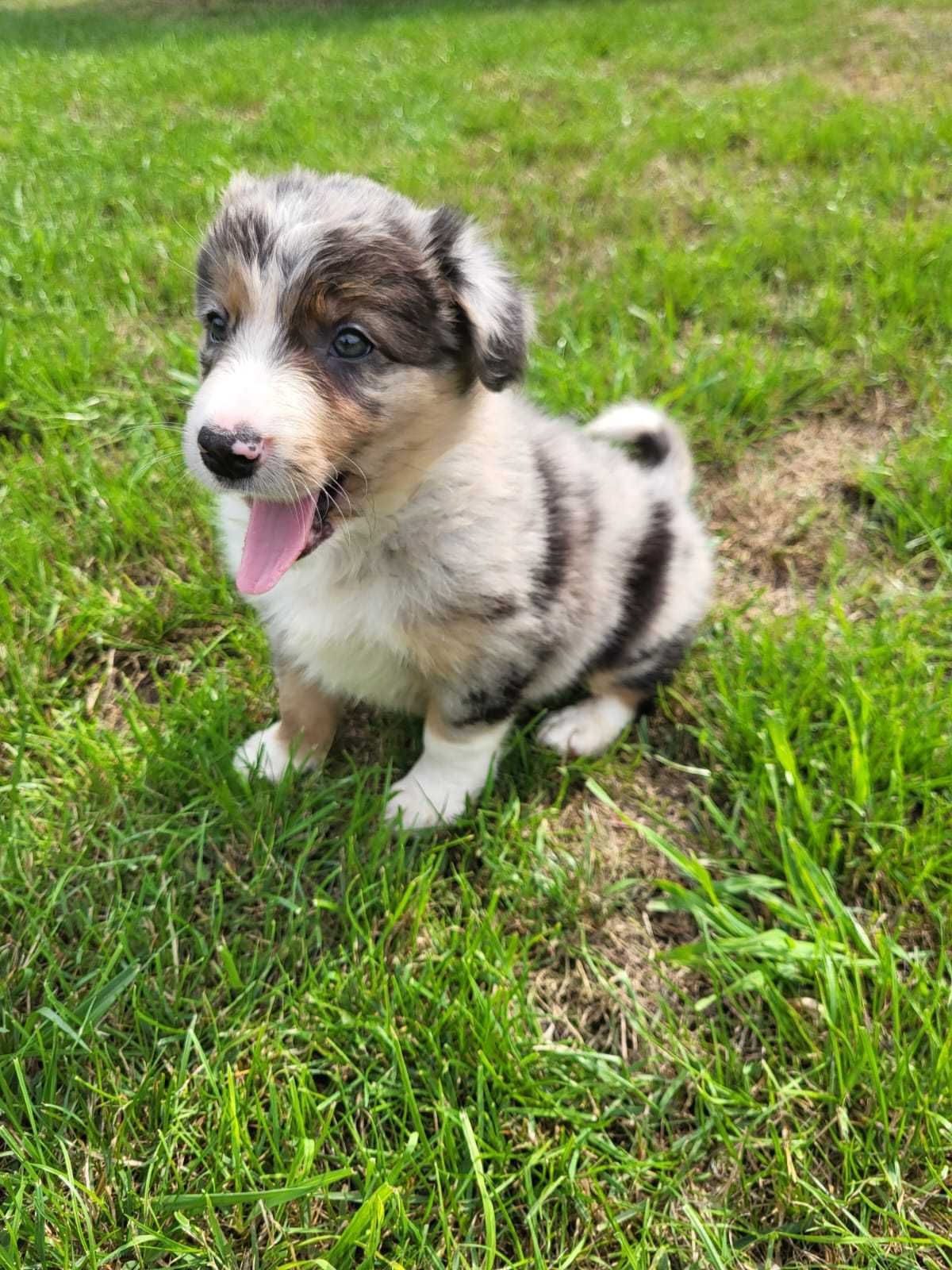Suczka Border Collie