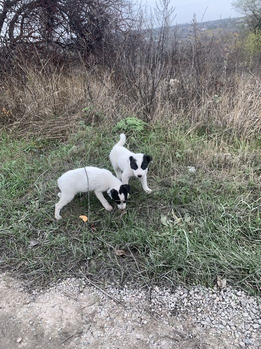 Цуцики безкоштовно