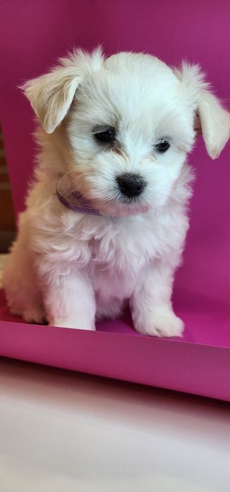 Красунчики мальтезе