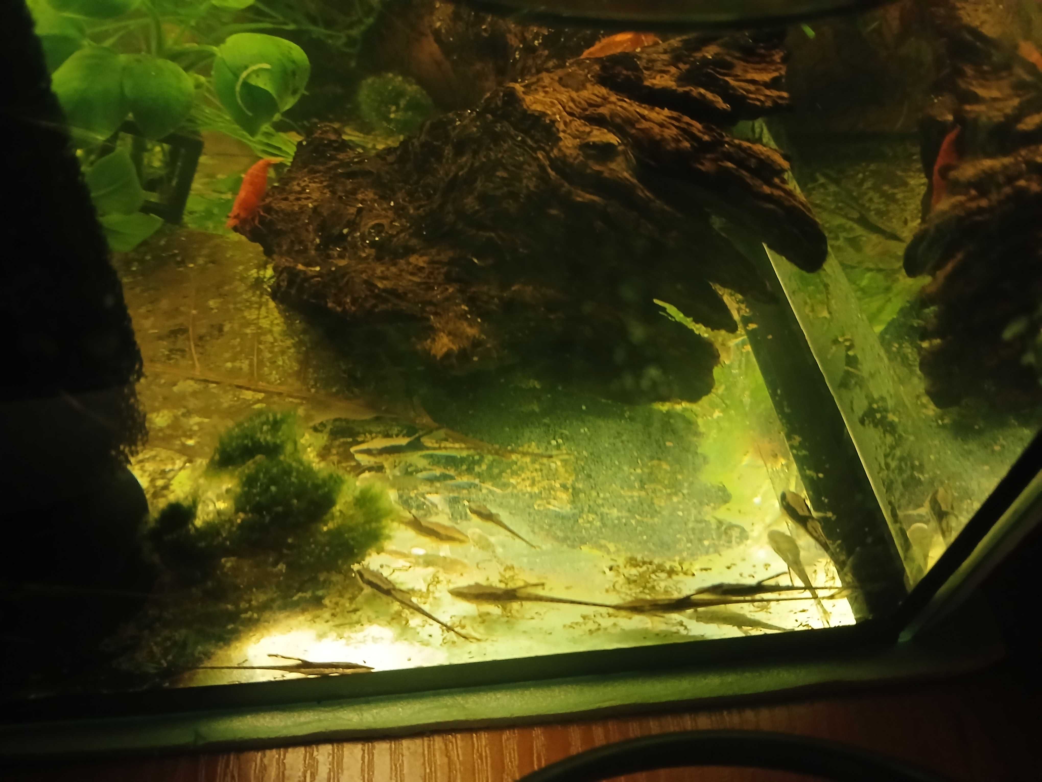 Sturisoma aureum