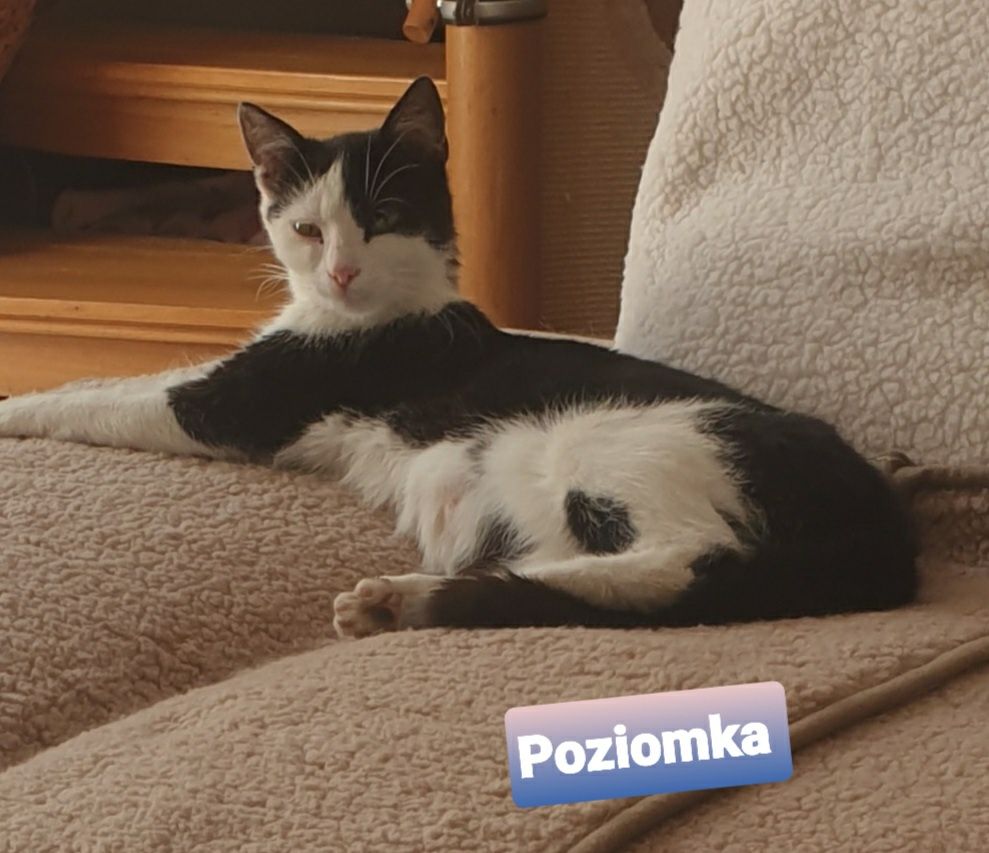Kocia rodzinka szuka super domków