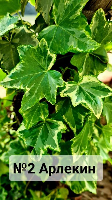 Плющ разный красочный