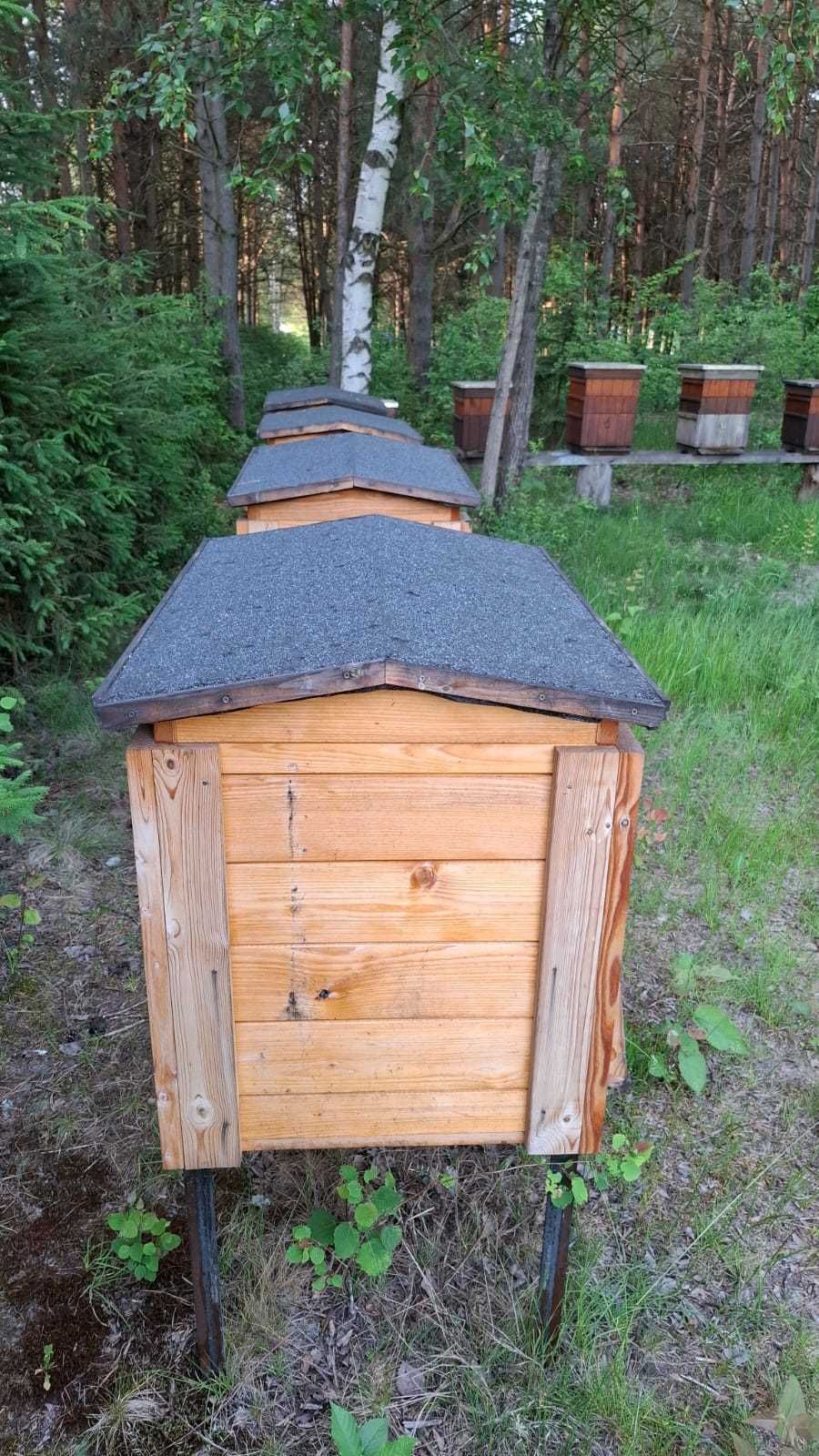 Nowe Ule Wielkopolskie z pszczołami