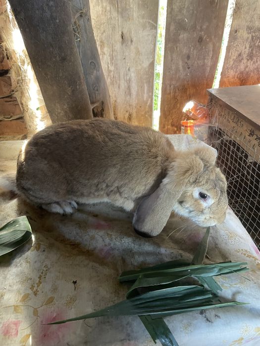 Кролі різних порід і віку