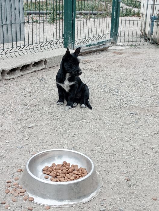 Podengo  mini  caça  bravaças