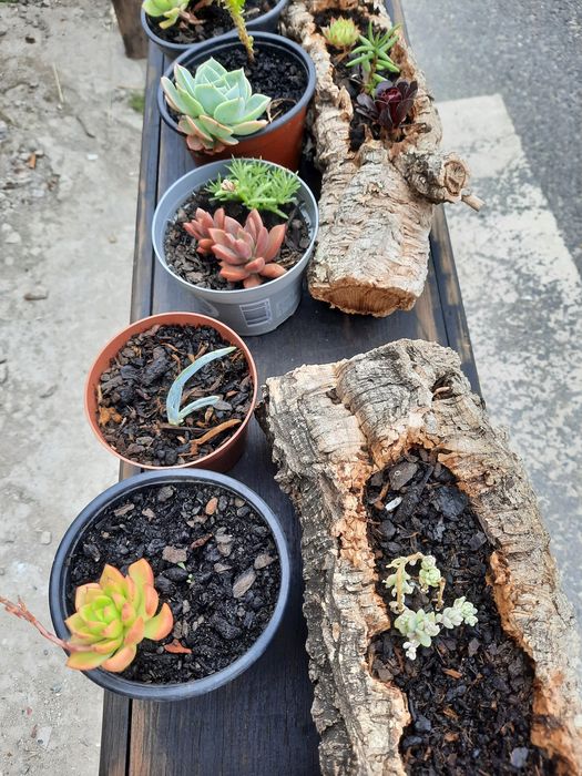 Plantas suculentas