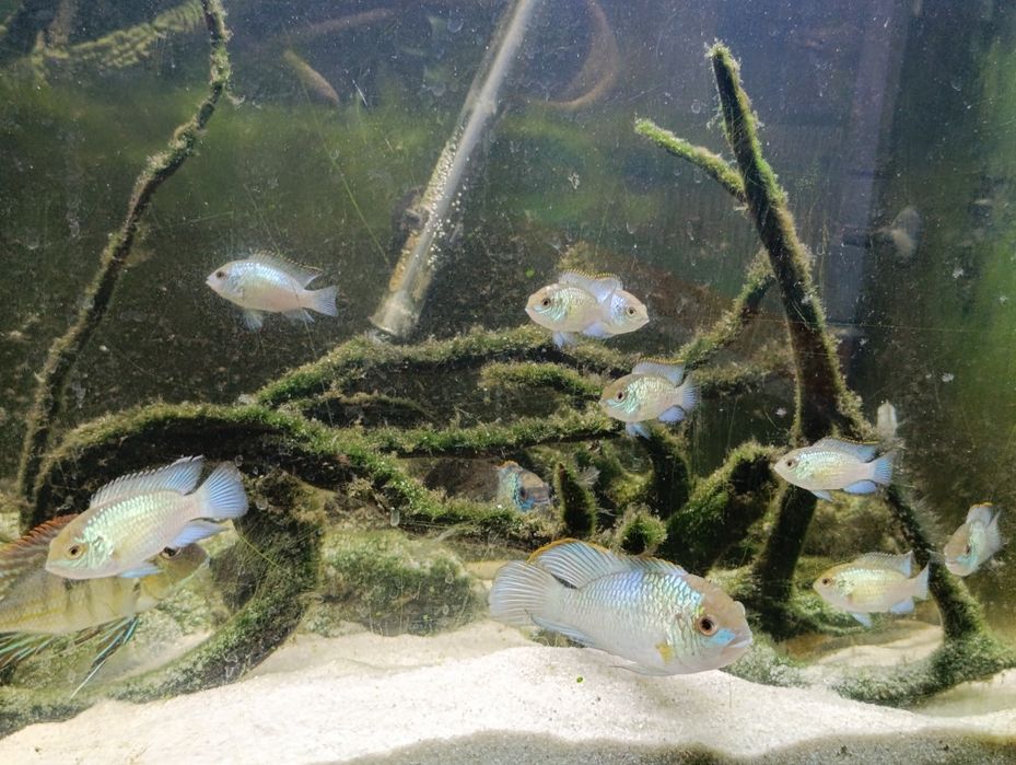 Ciclídeos americanos Electric Blue Acara (Andinoacara Pulcher)