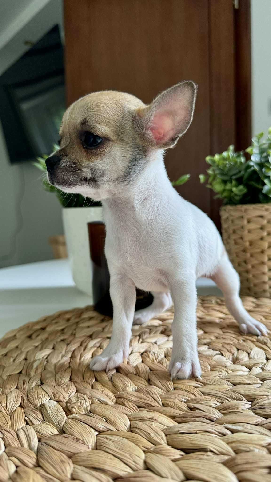 Piesek Chihuahua z Rodowodem Miniaturka 1,5kg