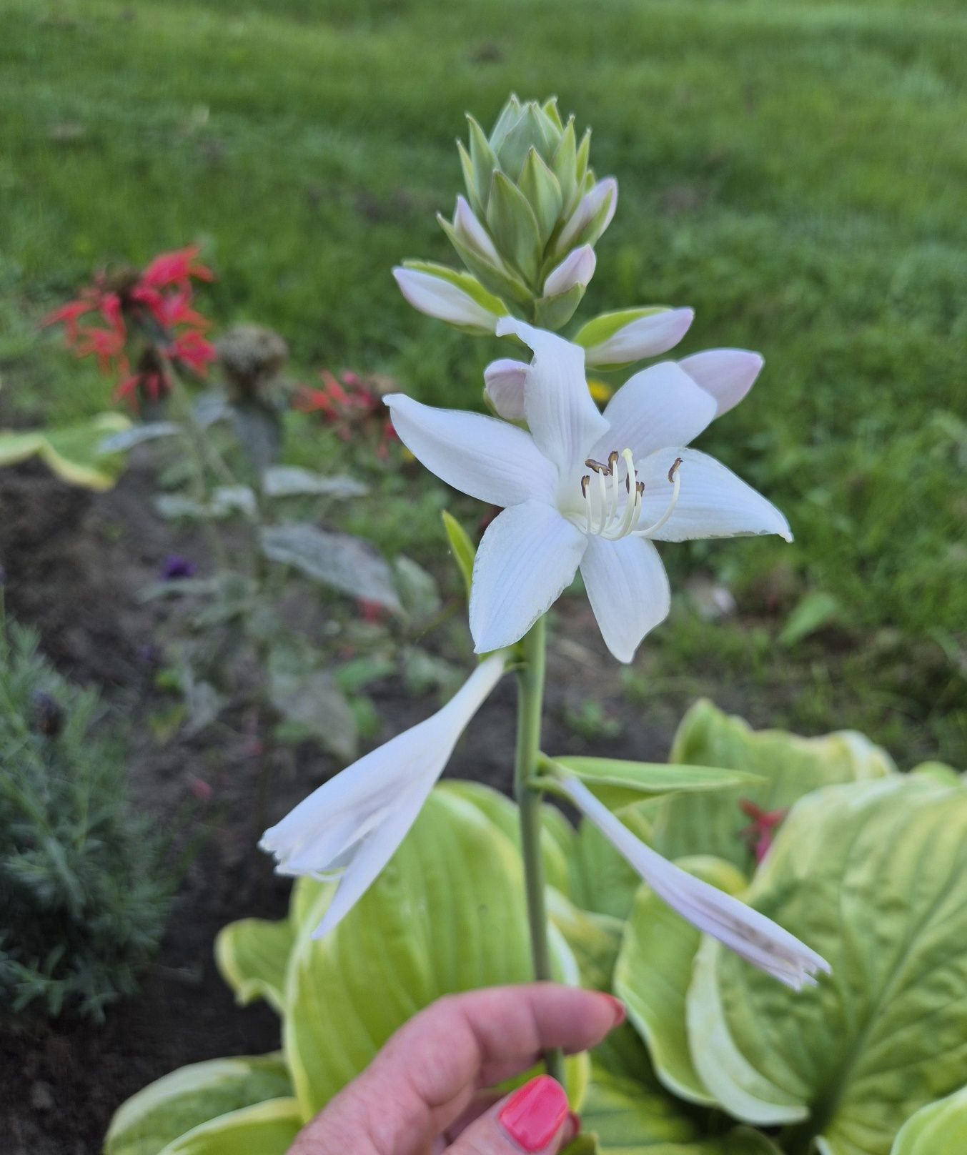 Funkia Hosta Guacemole