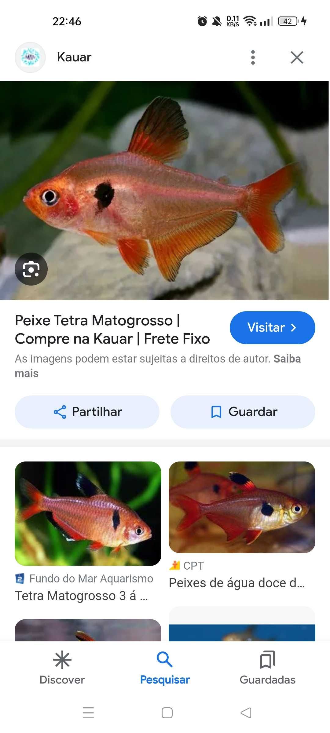 Tetra mato grosso