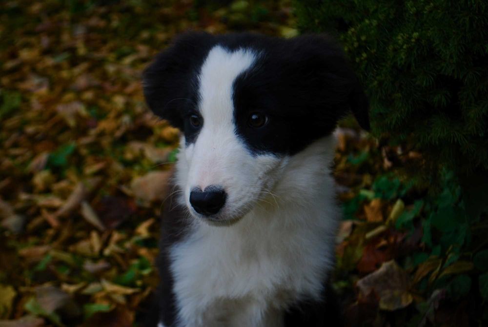 Sprzedam Szczeniaka Border Collie