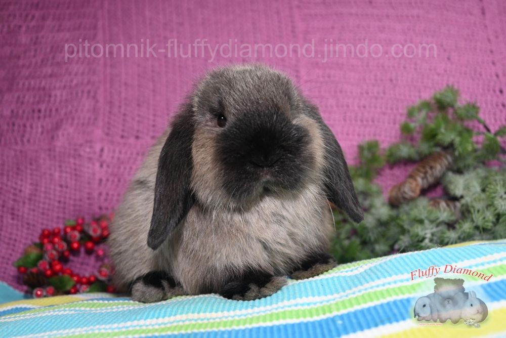 Коричневий мардер. Висловухий кролик рідкісного забарвлення