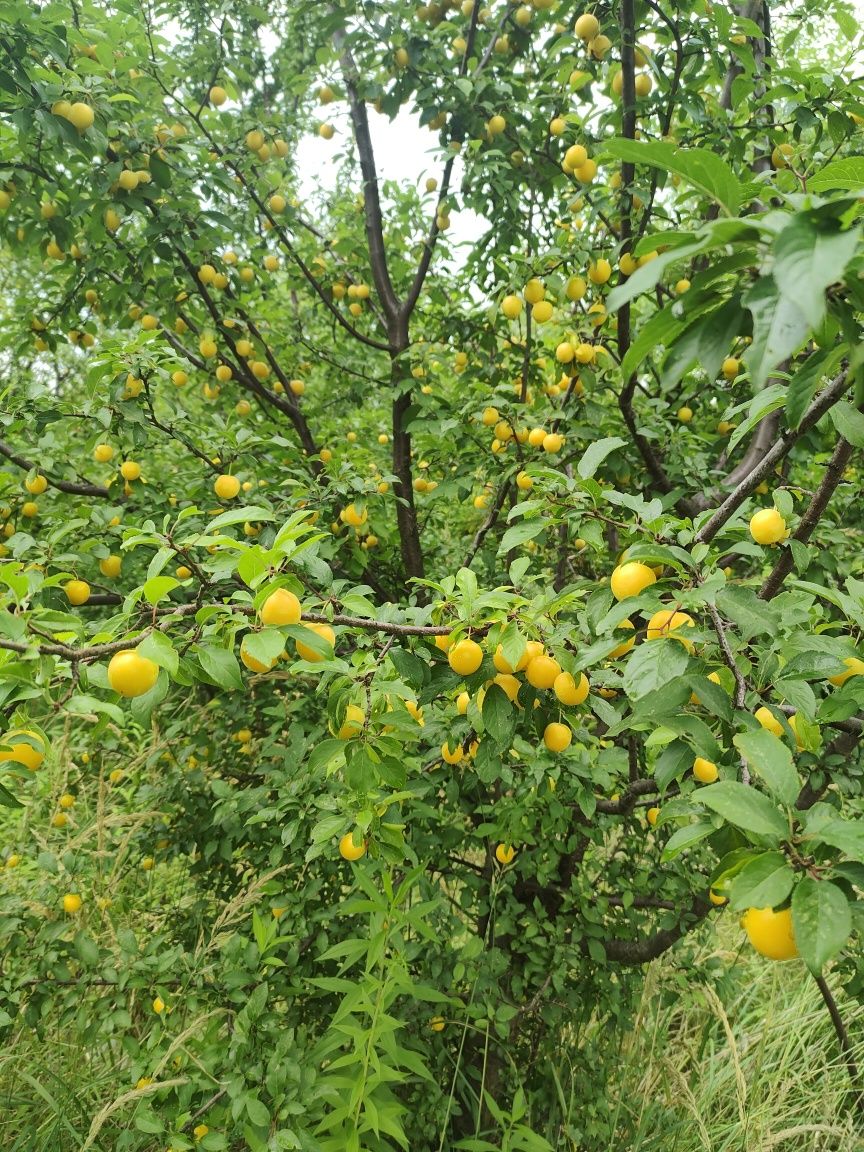 Mirabelki śliwki