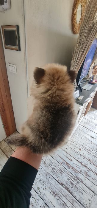 Pomeranian piesek BOO szpic miniaturowy orange sable Mini piękny