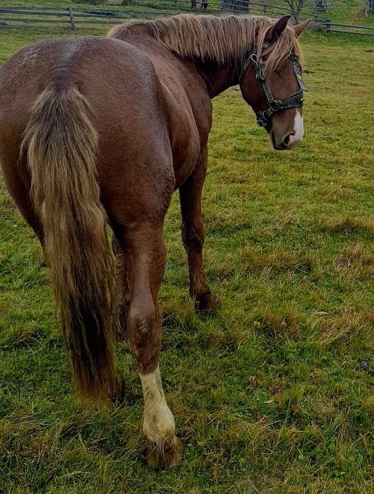 Продам молодого потужного Лошака