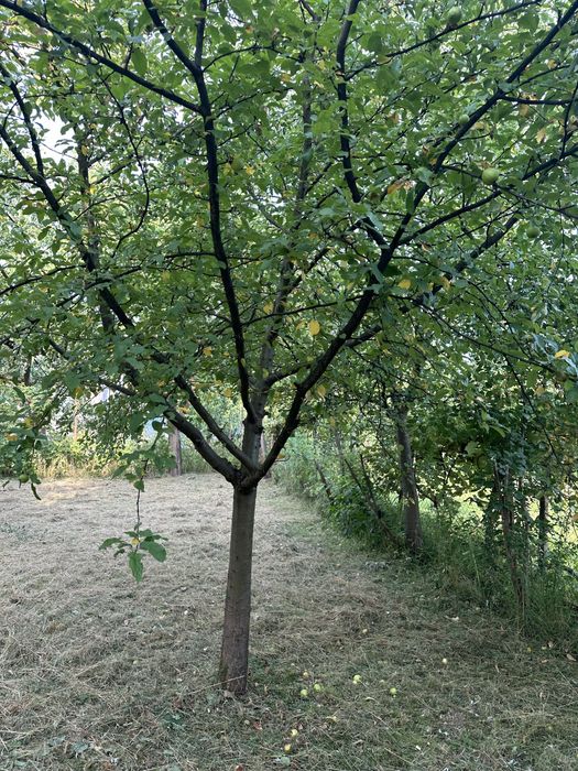 Будинок напівособняк м.ХУСТ