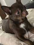 Chihuahua krótkowłosy reproduktor ZKwP